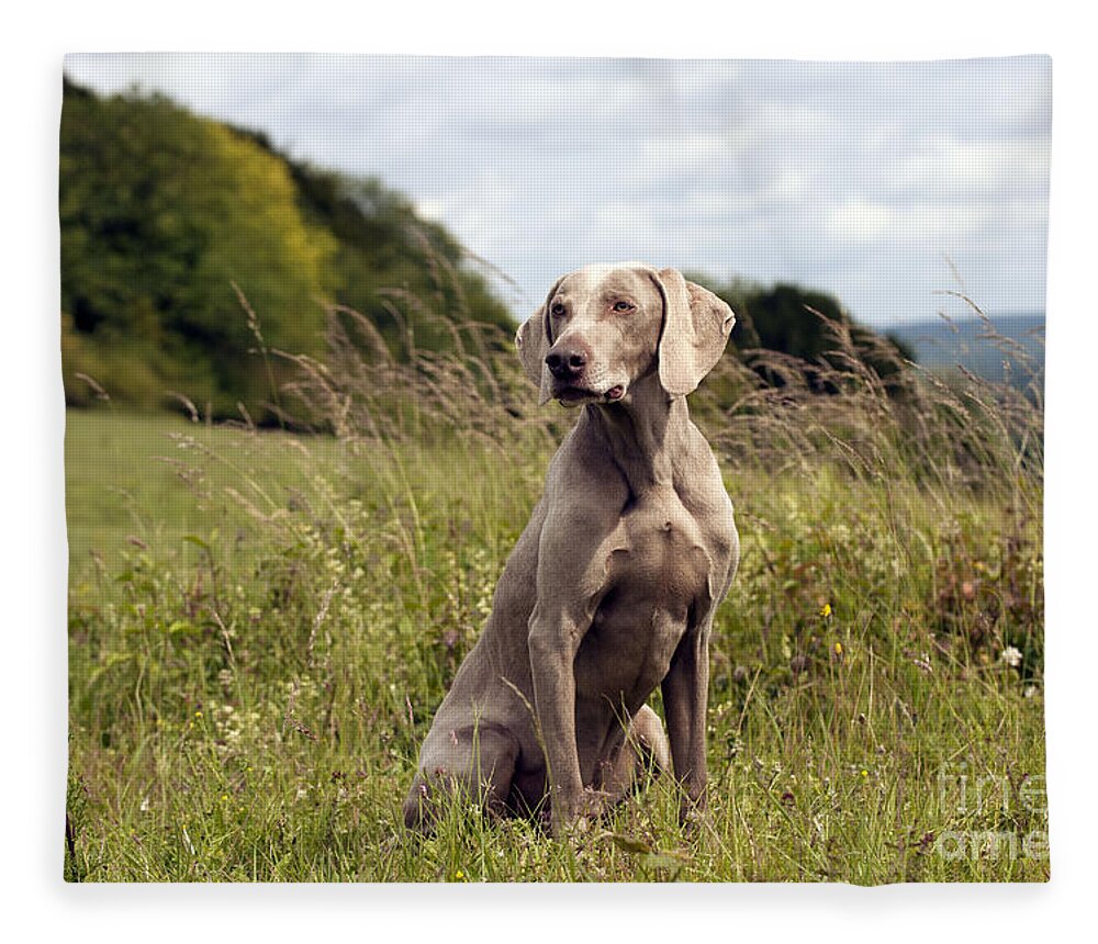 Dog Fleece Blanket featuring the photograph Weimaraner Dog #1 by John Daniels