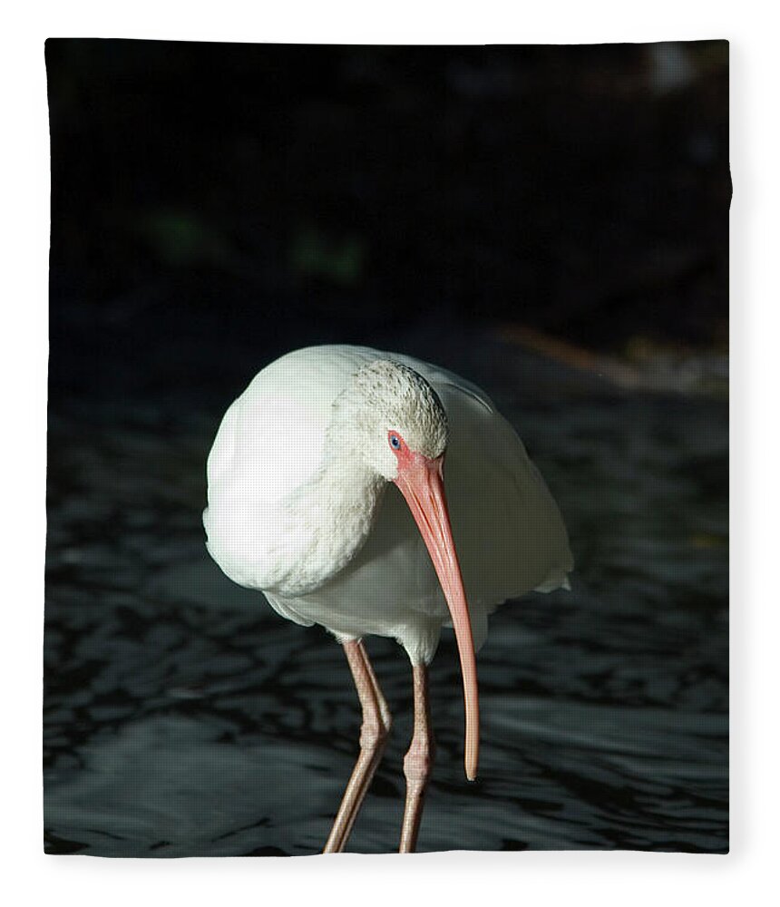 Curve Fleece Blanket featuring the photograph White Ibis Eudocimus Albus #1 by Mark Newman