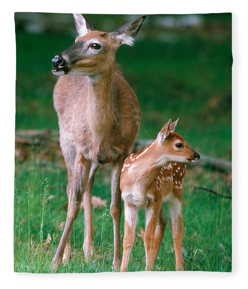White-tailed Deer Fleece Blanket featuring the photograph Whitetail Doe And Fawn #1 by Stephen J. Krasemann