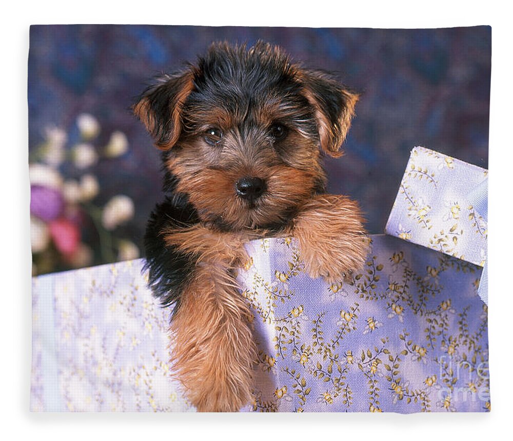 Animal Fleece Blanket featuring the photograph Yorkshire Terrier Puppy by Alan and Sandy Carey