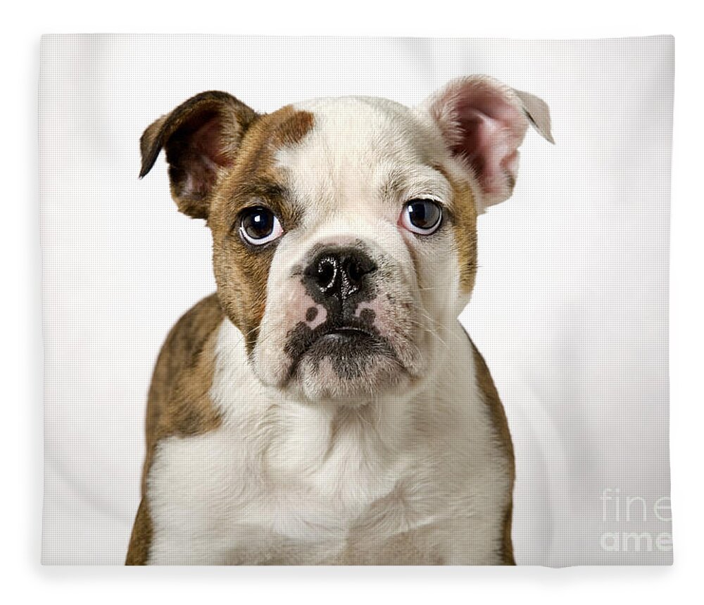 English Bulldog Fleece Blanket featuring the photograph 110307p153 by Arterra Picture Library