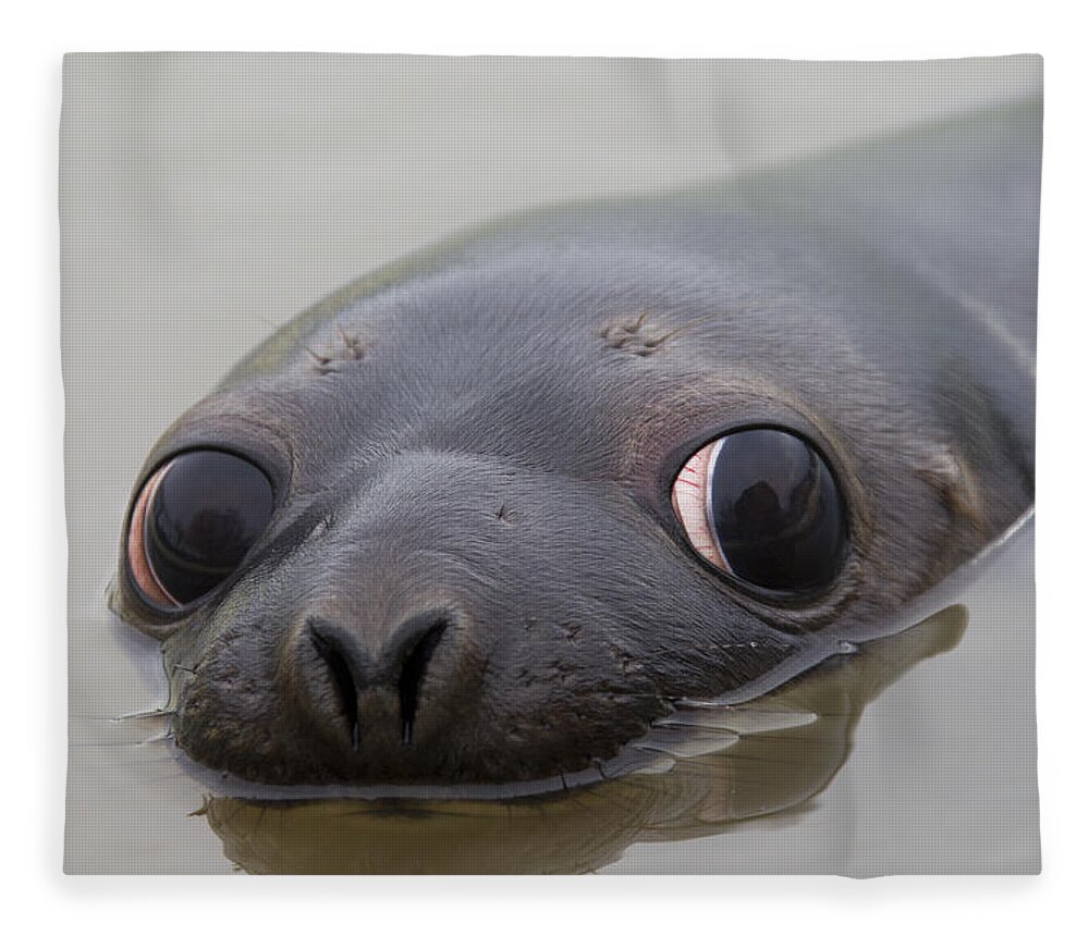 Hooded Seal Fleece Blanket featuring the photograph 110714p127 by Arterra Picture Library