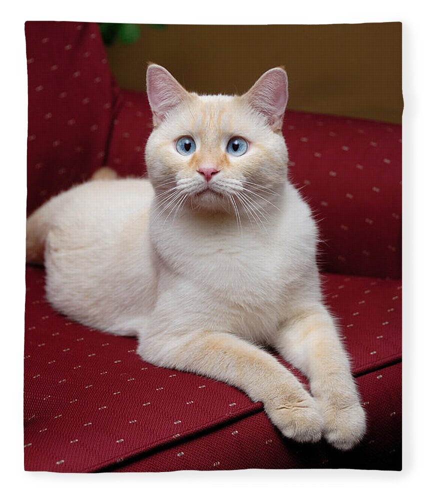 Blue Eyes Fleece Blanket featuring the photograph Flame Point Siamese Cat #12 by Amy Cicconi