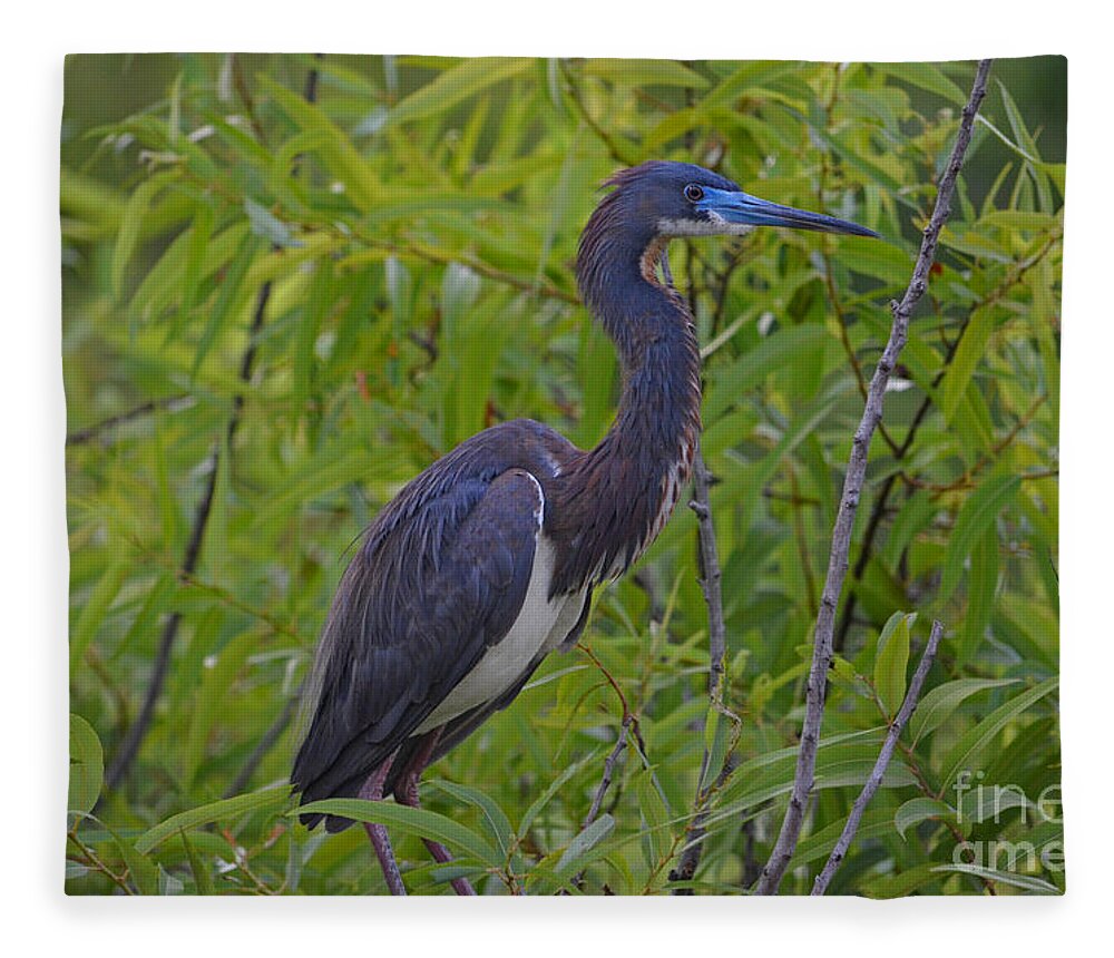 Tri-colored Heron Fleece Blanket featuring the photograph 13- Tri-Colored Heron by Joseph Keane