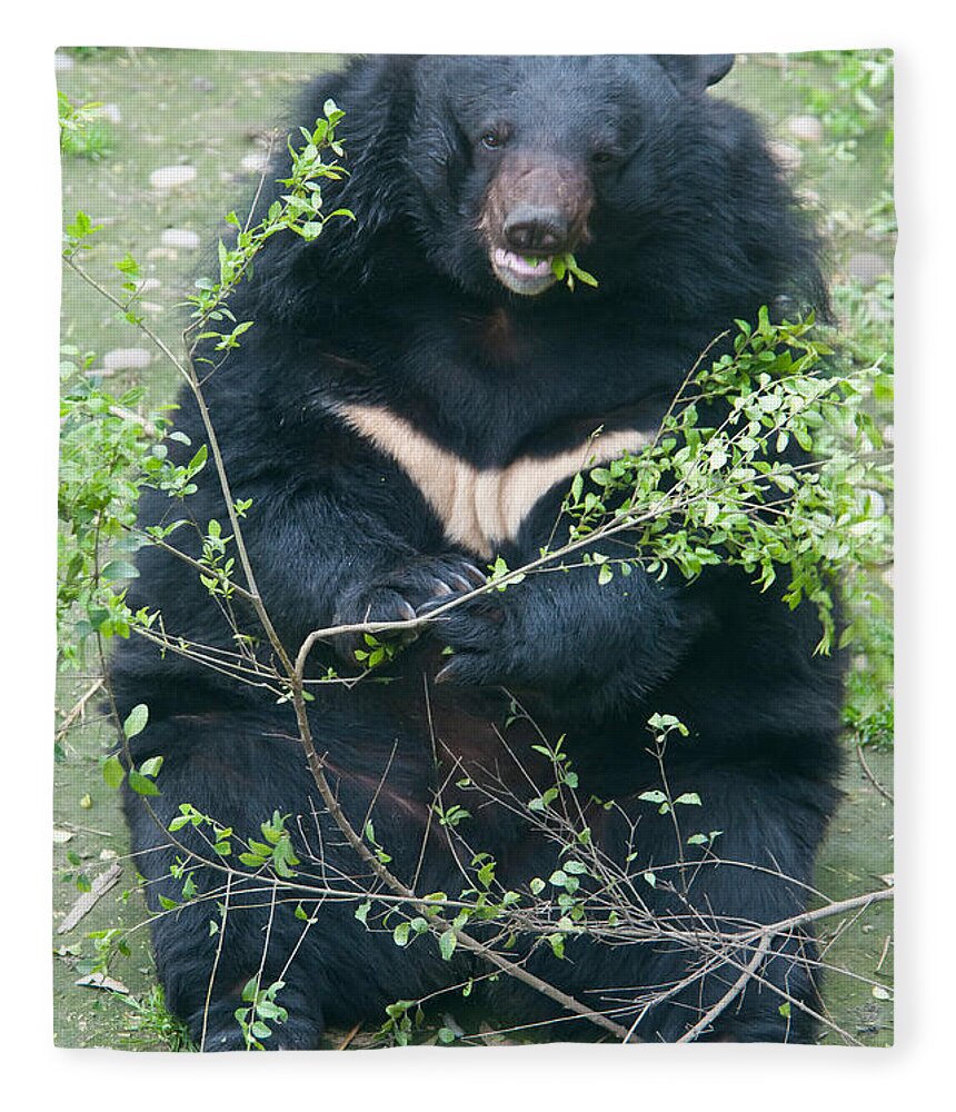 Nature Fleece Blanket featuring the photograph Asian Black Bear #19 by Mark Newman