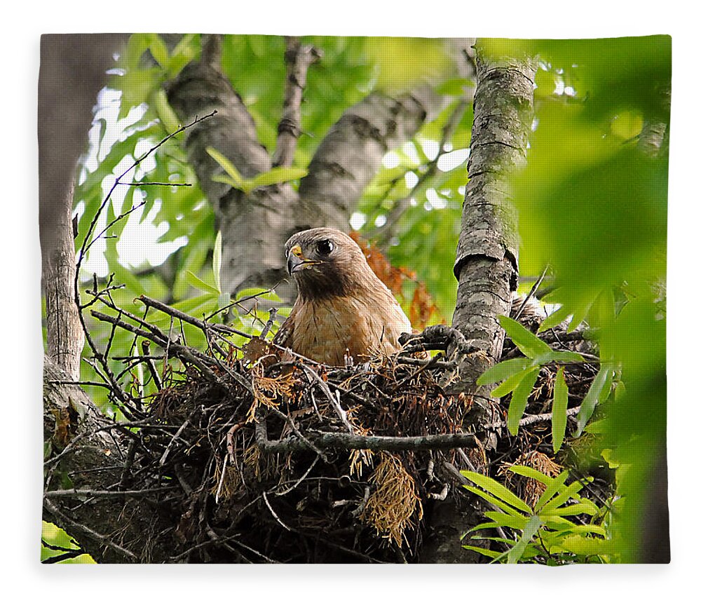 Red Shouldered Hawk Fleece Blanket featuring the photograph Adult Red Shouldered Hawk by Jai Johnson