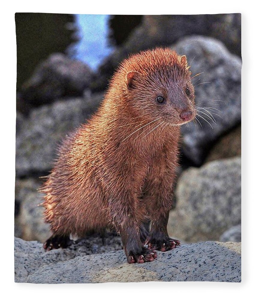 Mink Fleece Blanket featuring the photograph An American Mink by Kathy Baccari