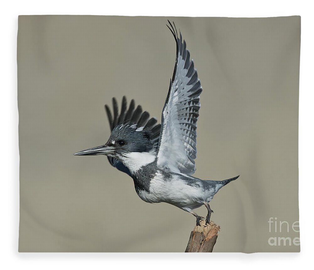 Belted Kingfisher Fleece Blanket featuring the photograph Belted Kingfisher #2 by Anthony Mercieca
