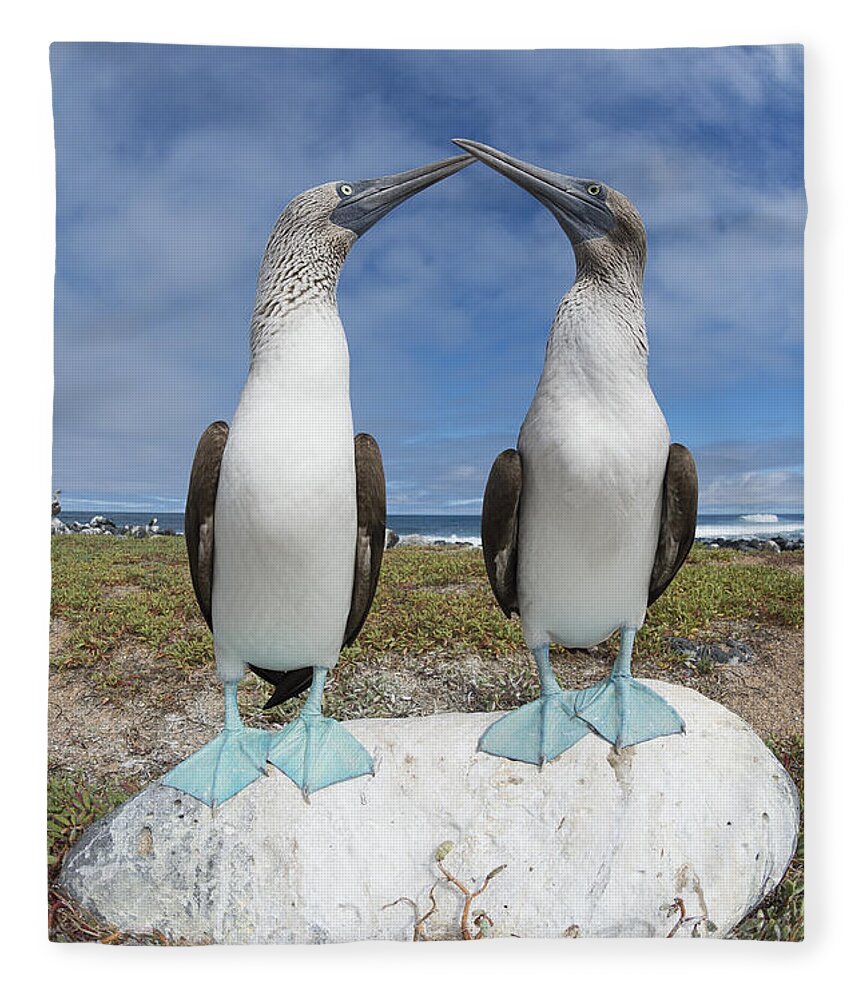 531693 Fleece Blanket featuring the photograph Blue-footed Booby Pair Courting #2 by Tui De Roy