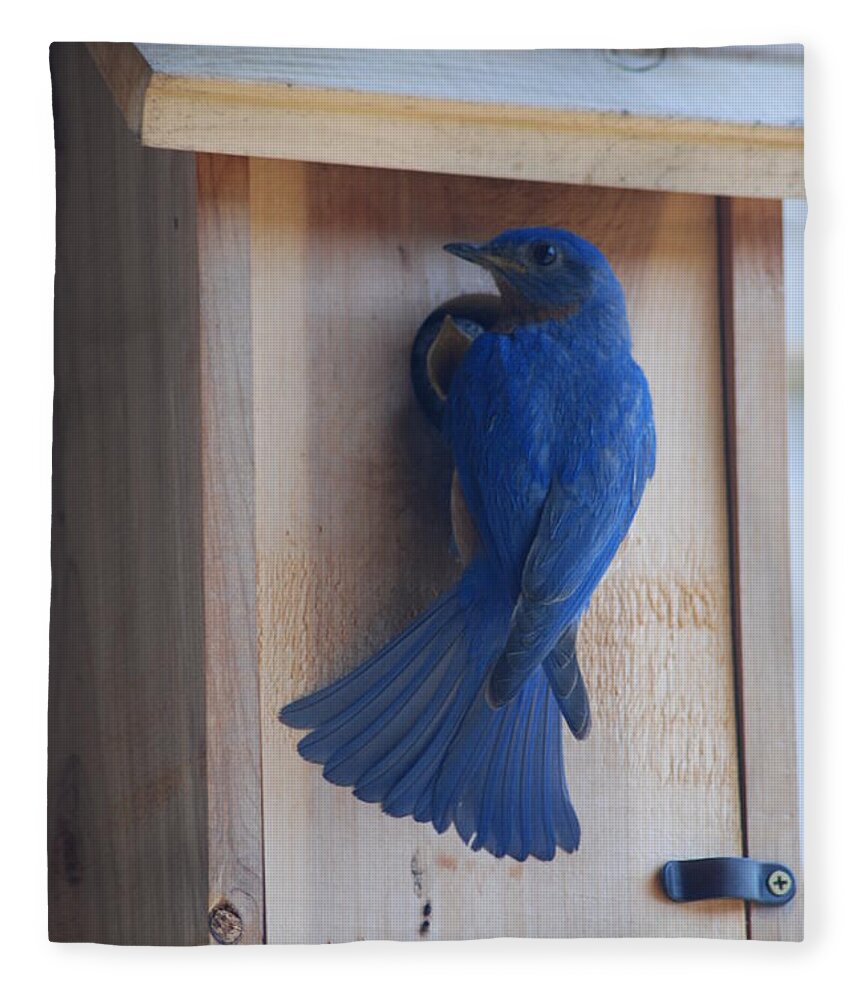 Bird Fleece Blanket featuring the photograph Bluebird of Happiness by Kenny Glover