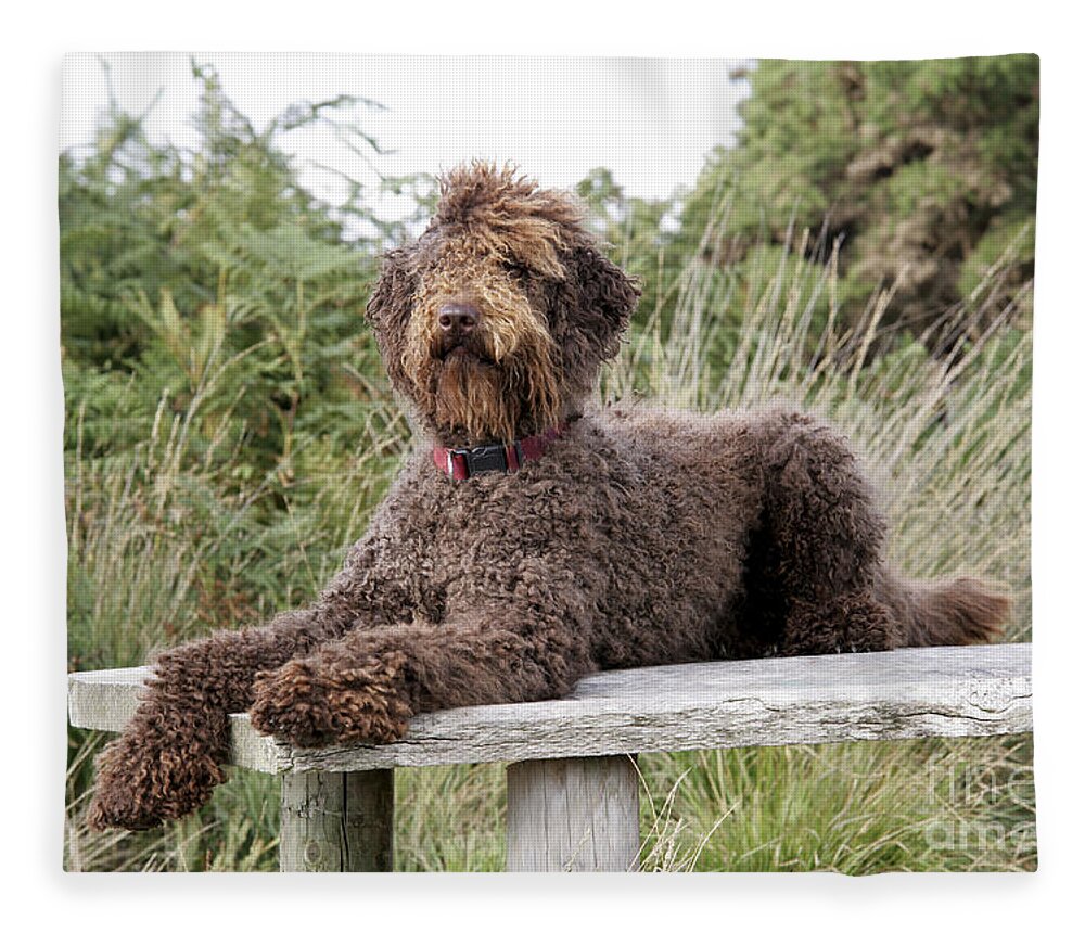 Labradoodle Fleece Blanket featuring the photograph Brown Labradoodle #2 by John Daniels