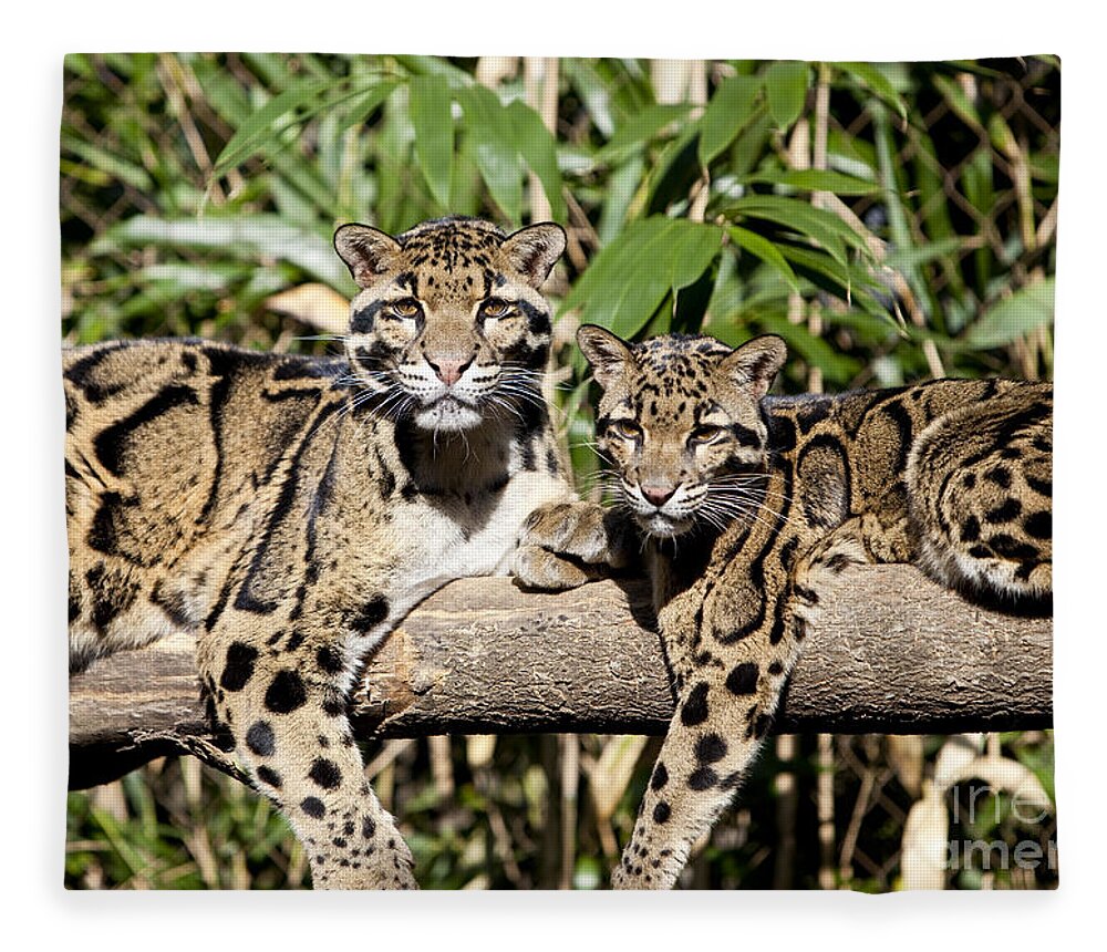 Leoards Fleece Blanket featuring the photograph Clouded Leopards #2 by Brian Jannsen