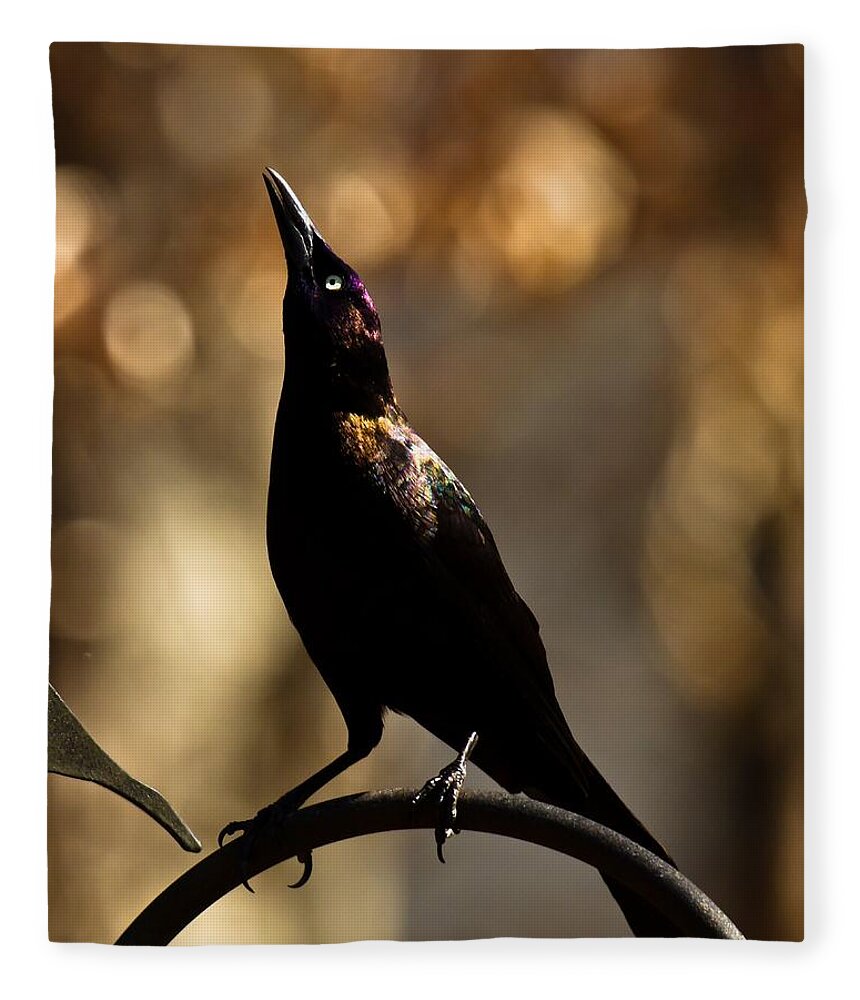 Common Grackle Fleece Blanket featuring the photograph Common Grackle #2 by Robert L Jackson
