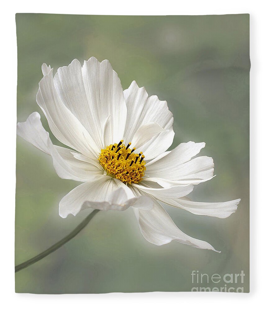 Photography Fleece Blanket featuring the photograph Cosmos Flower in White by Kaye Menner