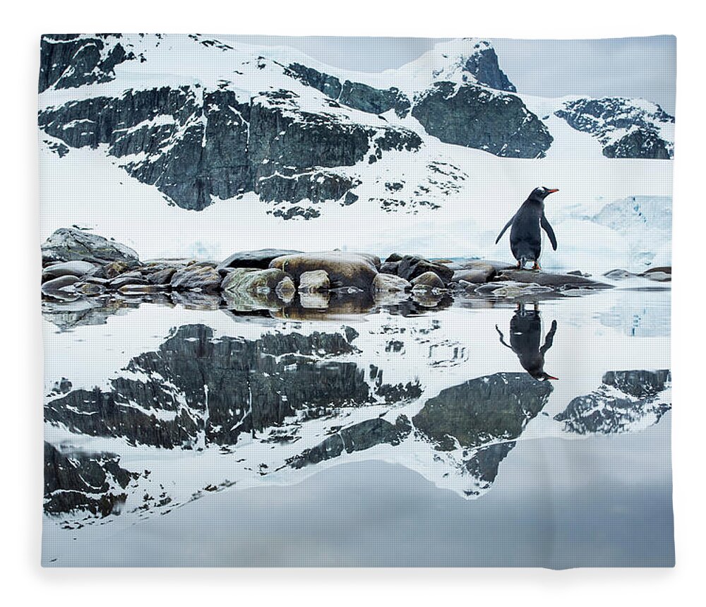 Iceberg Fleece Blanket featuring the photograph Gentoo Penguin, Cuverville Island #2 by Paul Souders