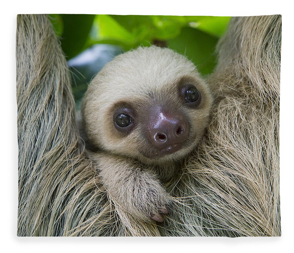 Suzi Eszterhas Fleece Blanket featuring the photograph Hoffmanns Two-toed Sloth And Old Baby by Suzi Eszterhas