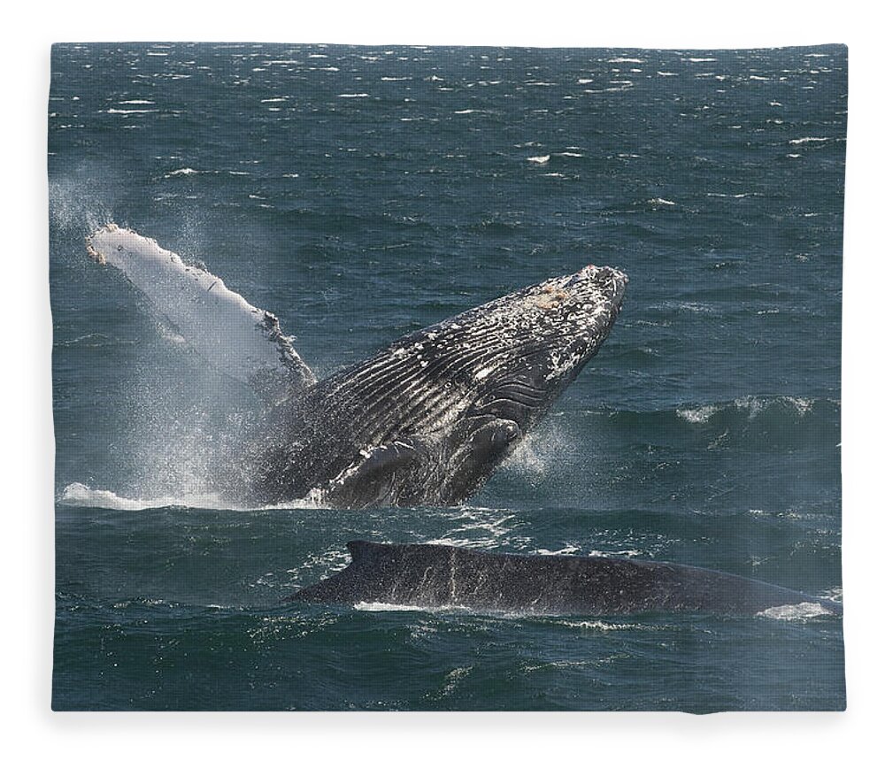 Feb0514 Fleece Blanket featuring the photograph Humpback Whale Breaching Baja #2 by Flip Nicklin