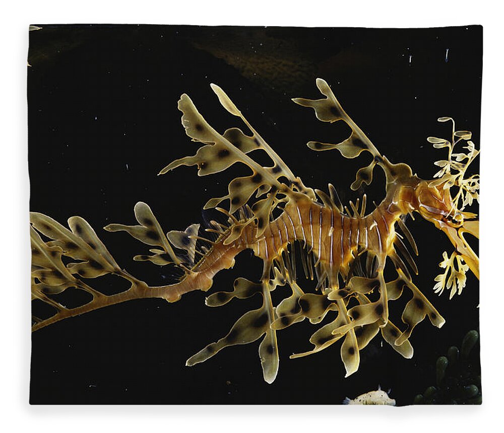 Actinopterygii Fleece Blanket featuring the photograph Leafy Sea Dragon by Paul Zahl