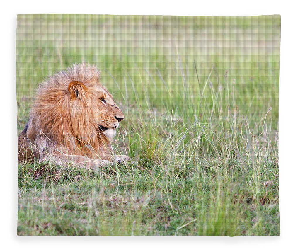 Kenya Fleece Blanket featuring the photograph Masai Mara Reserve, Kenya #2 by Gavin Gough