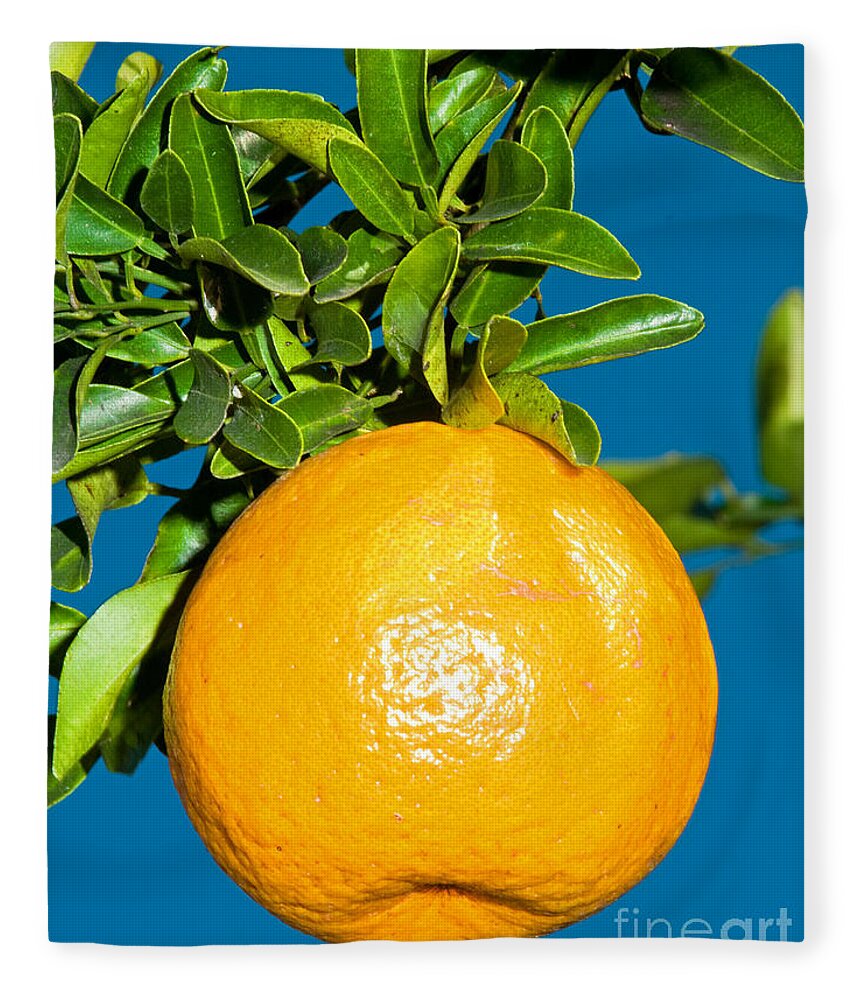 Food Fleece Blanket featuring the photograph Orange Fruit Growing On Tree #2 by Millard H. Sharp