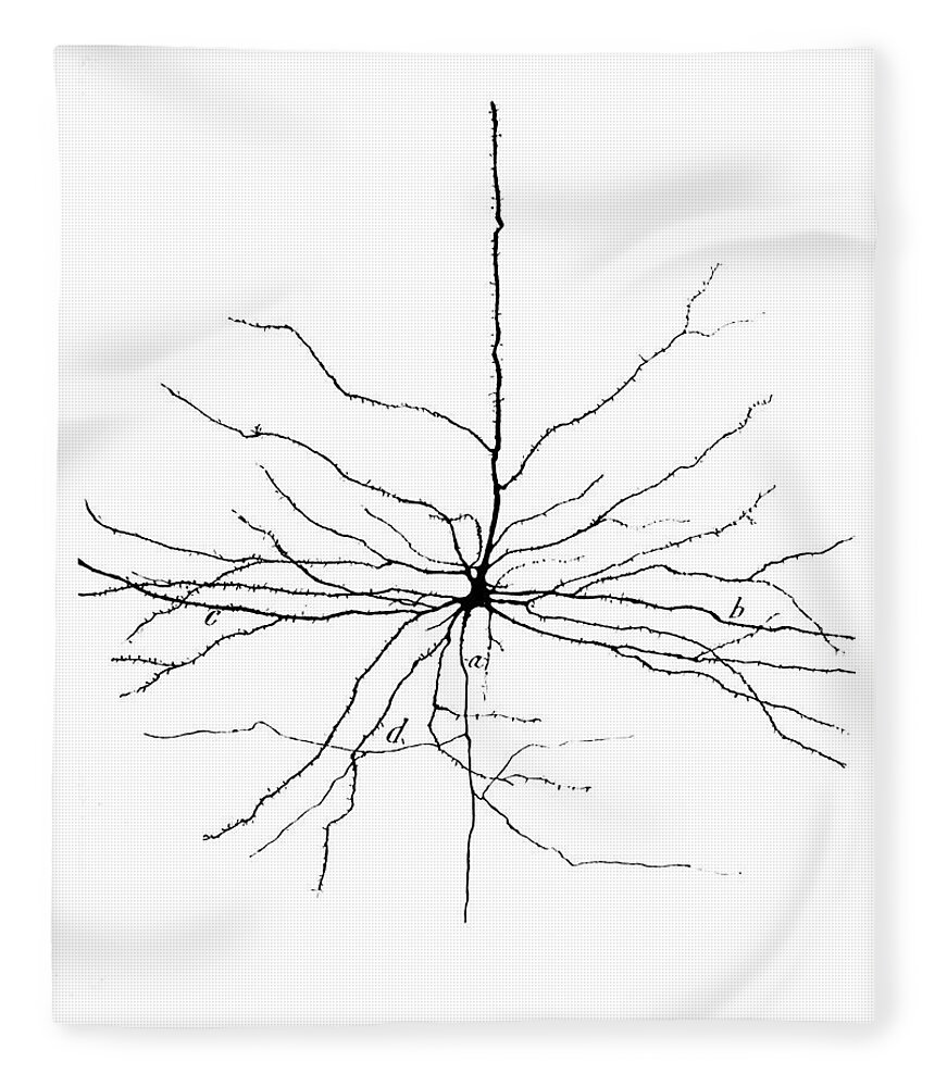 Pyramidal Cell Fleece Blanket featuring the photograph Pyramidal Cell In Cerebral Cortex, Cajal by Science Source