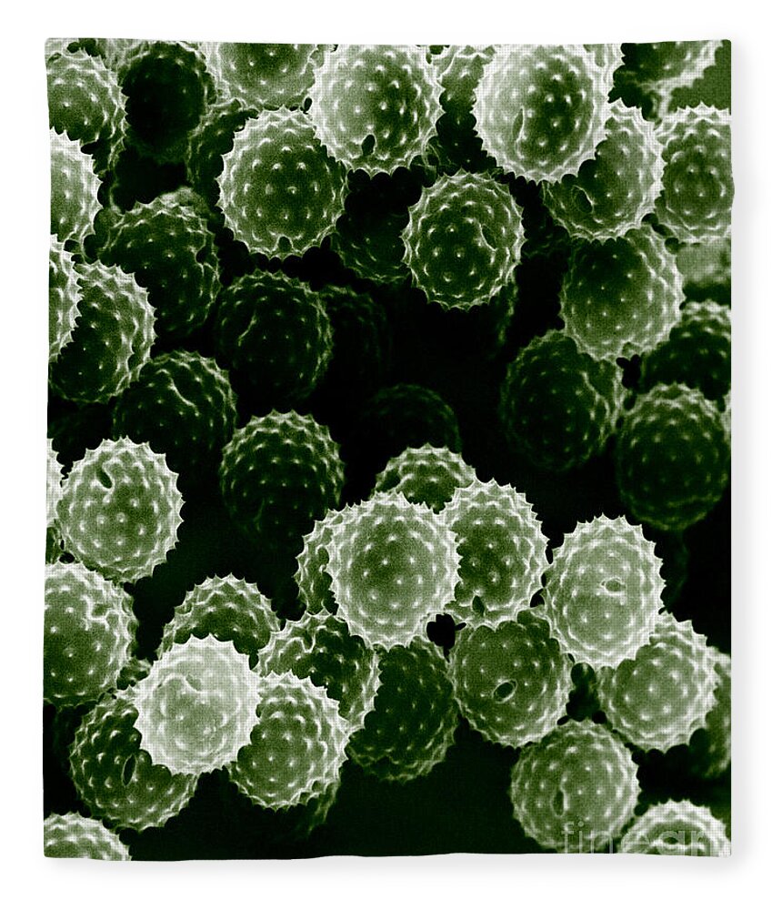 Allergen Fleece Blanket featuring the photograph Ragweed Pollen Sem by David M. Phillips / The Population Council