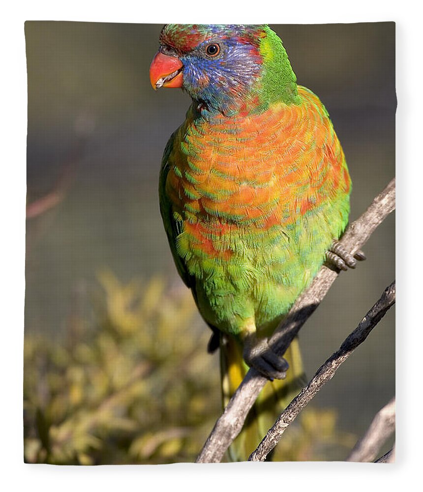 Lorikeets Fleece Blanket featuring the photograph Rainbow lorikeet #2 by Steven Ralser