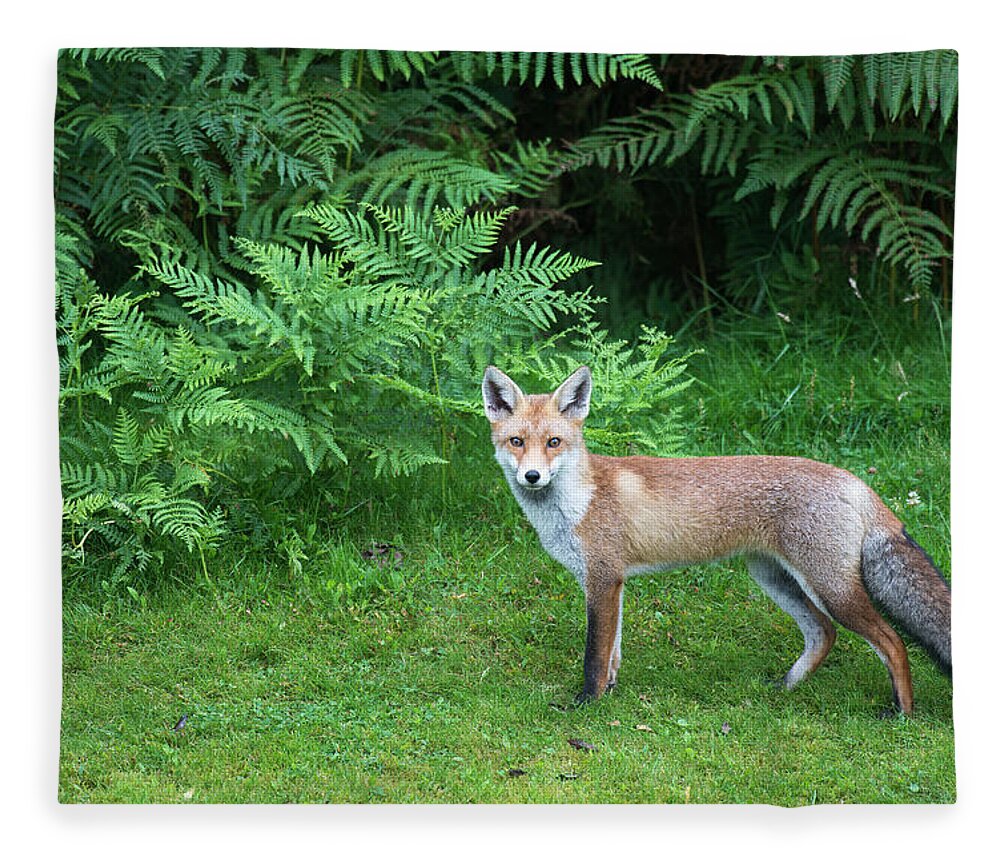 Conspiracy Fleece Blanket featuring the photograph Red Fox At Edge Of Forest #2 by James Warwick