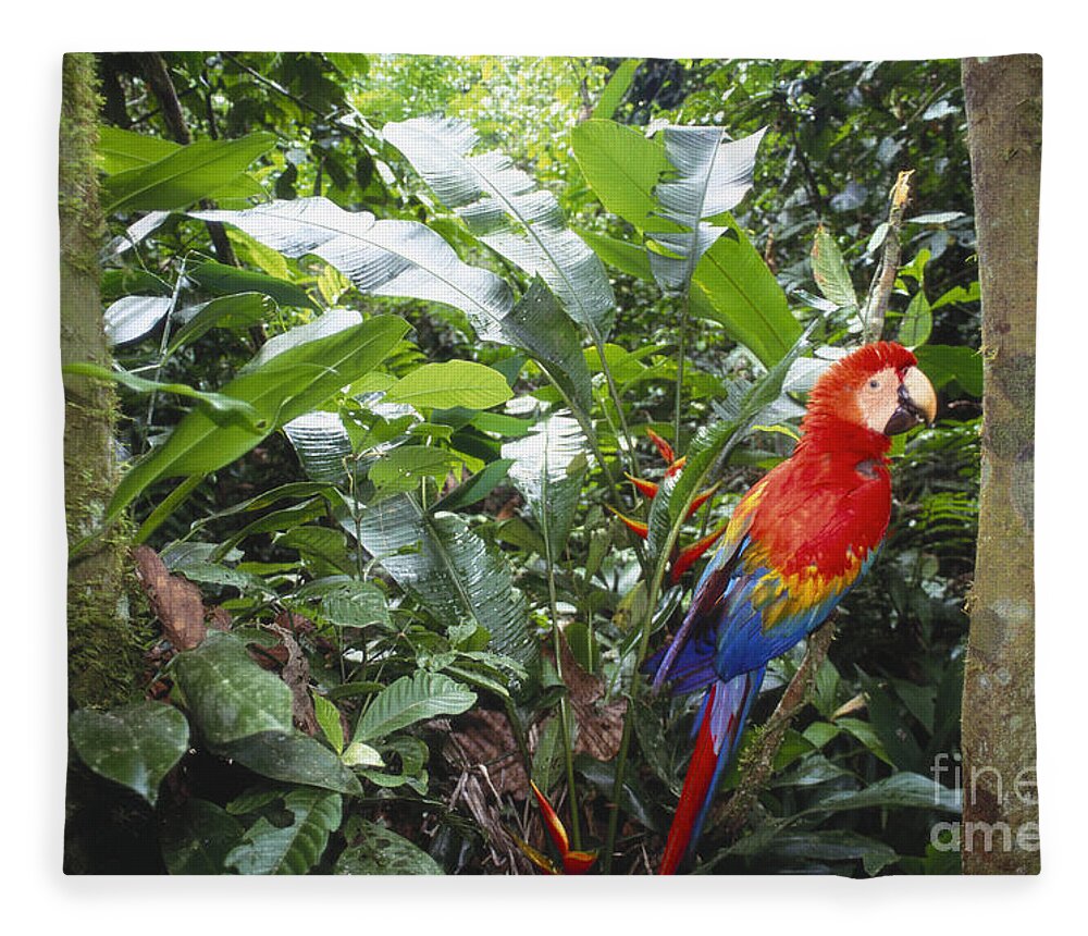 Full Length Fleece Blanket featuring the photograph Scarlet Macaw #2 by Art Wolfe