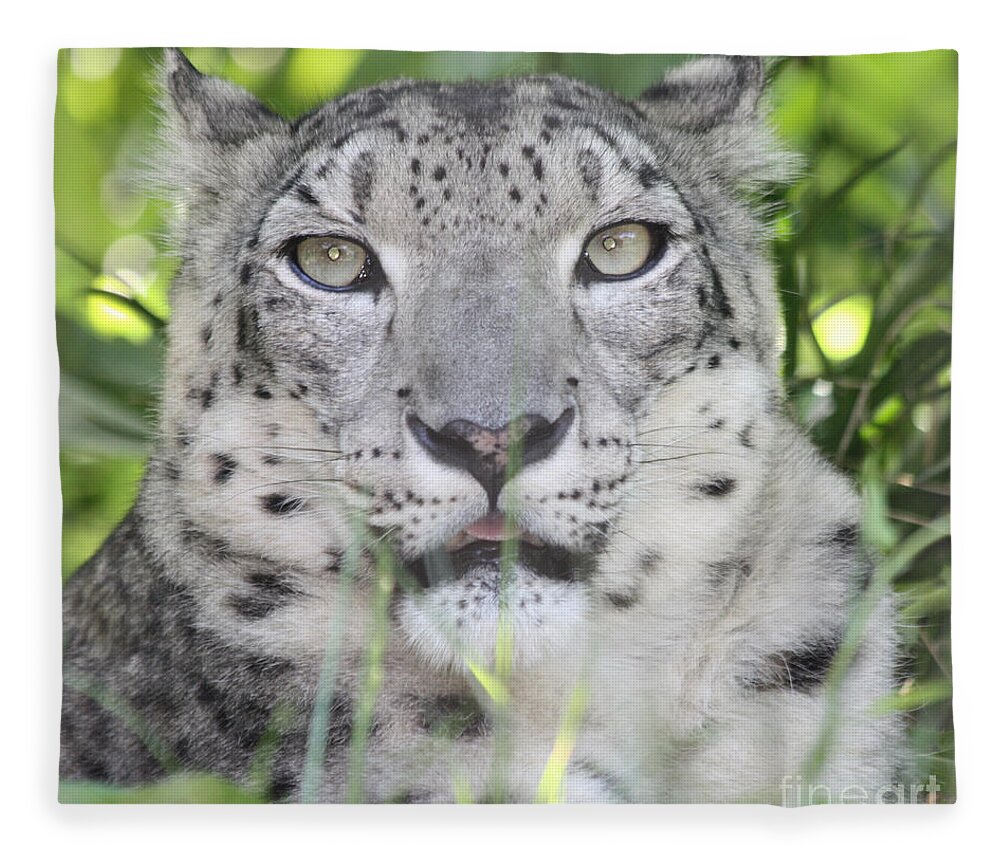 Snow Leopard Fleece Blanket featuring the photograph Snow Leopard by John Telfer