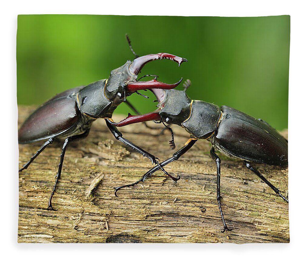 Feb0514 Fleece Blanket featuring the photograph Stag Beetle Fighting Switzerland #2 by Thomas Marent