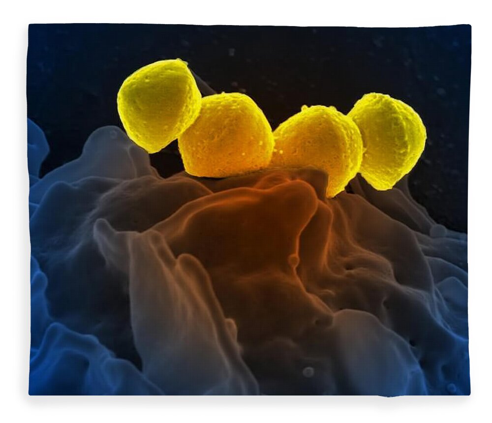 Microbiology Fleece Blanket featuring the photograph Streptococcus Pyogenes Bacteria Sem by Science Source