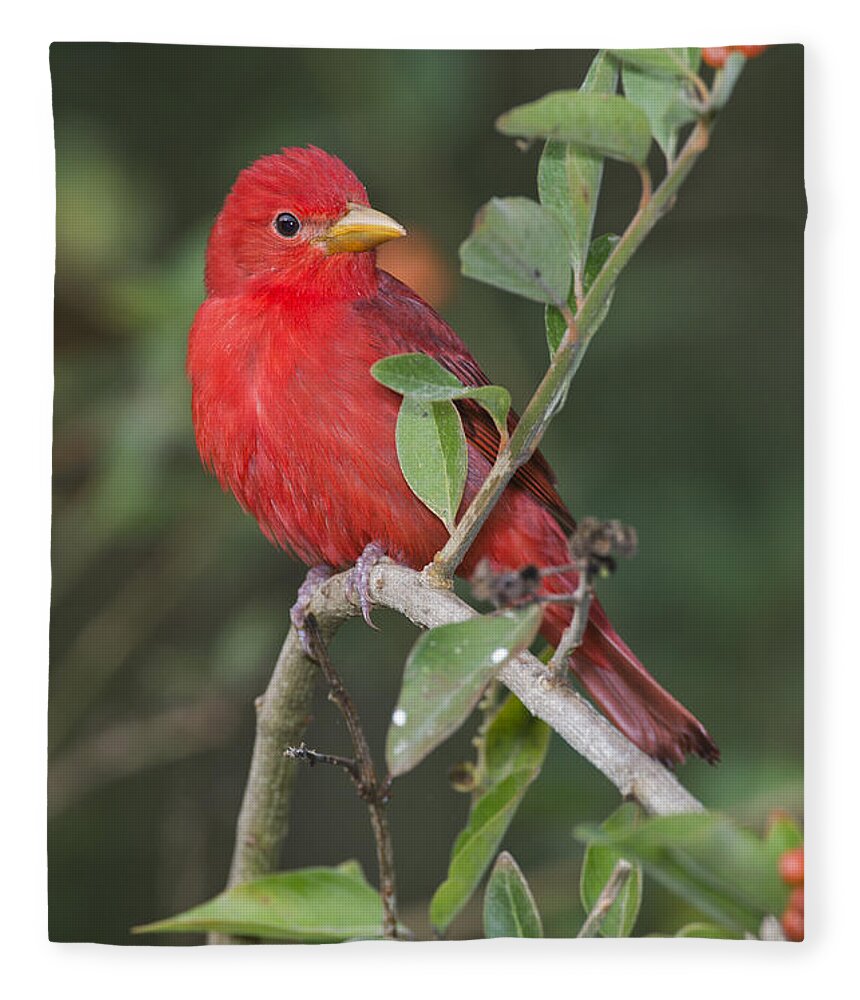 Summer Tanager Fleece Blanket featuring the photograph Summer Tanager #2 by Anthony Mercieca