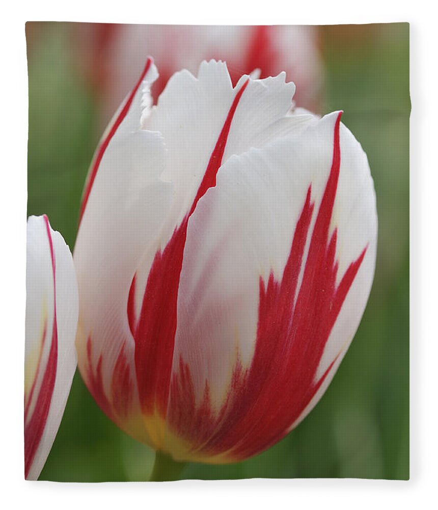 Tulip Fleece Blanket featuring the photograph Tulips #1 by Matthias Hauser