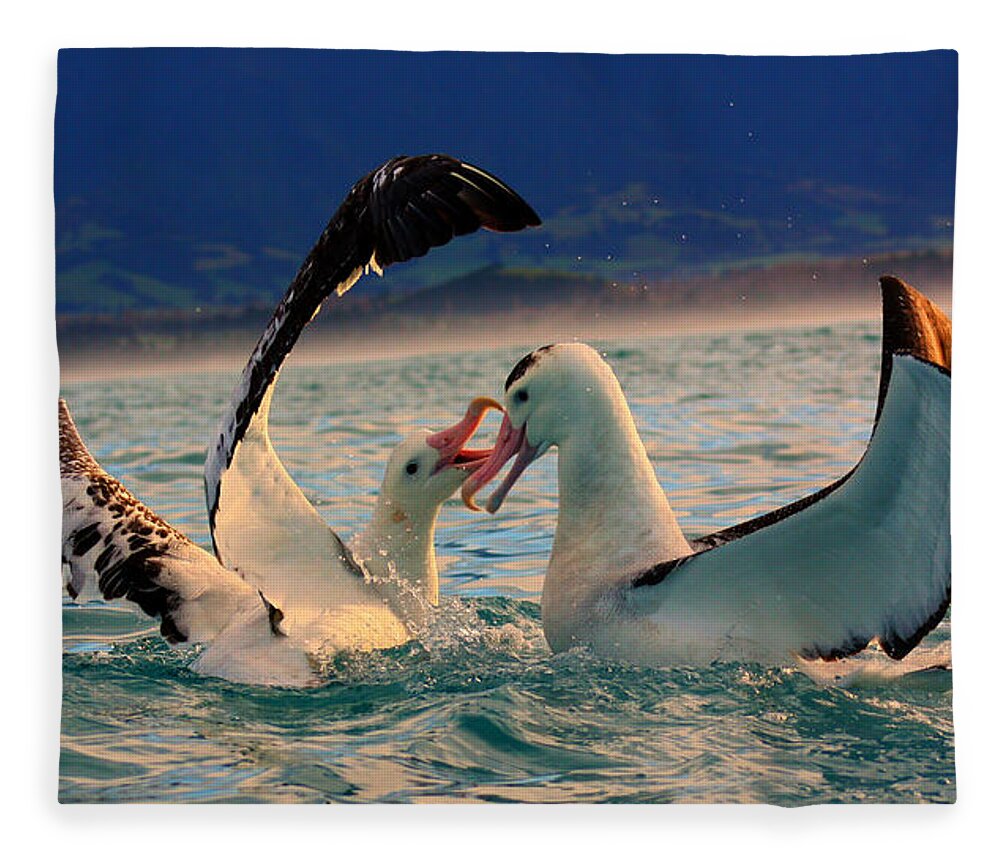 Wandering Albatross Fleece Blanket featuring the photograph Wandering Albatross #2 by Amanda Stadther