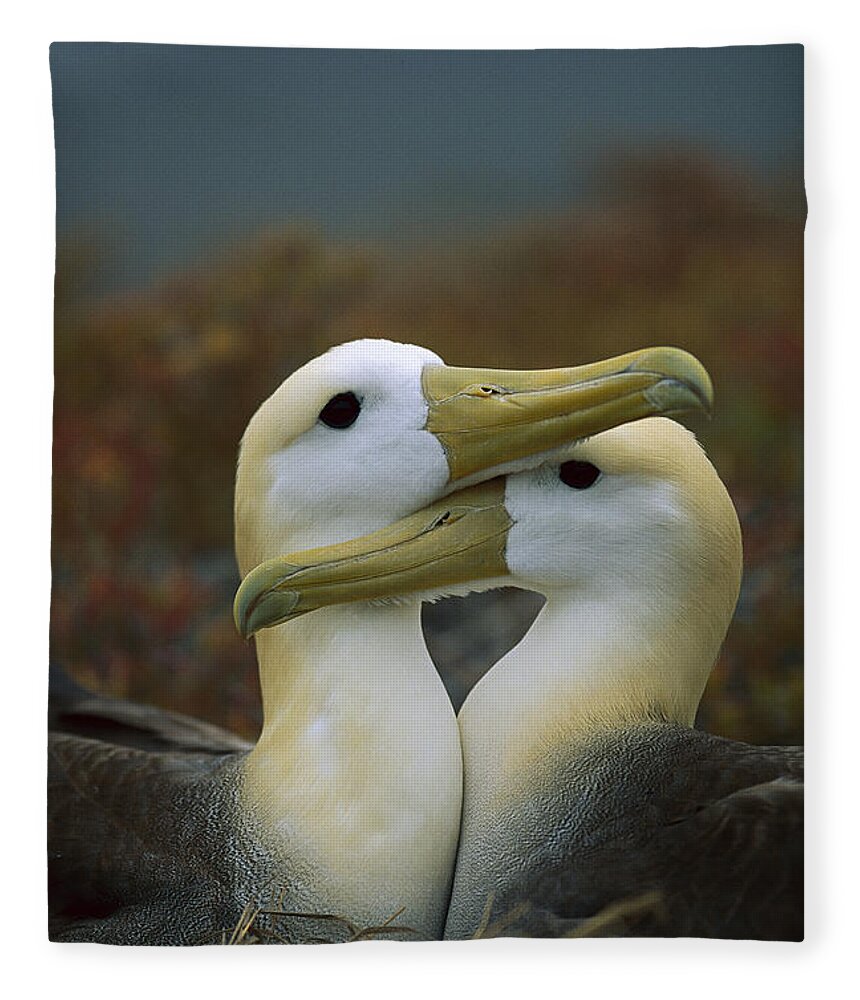 Waved Albatross Pair Bonding Galapagos Fleece Blanket by Tui De Roy -  Animals and Earth