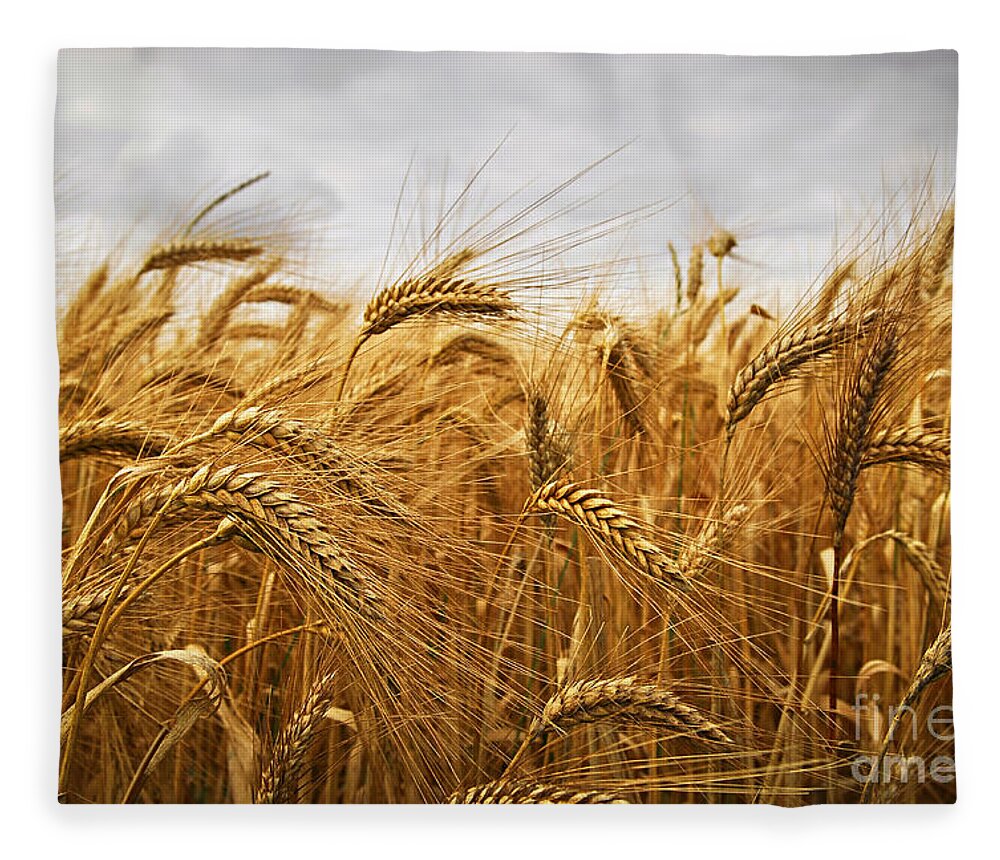 Wheat Fleece Blanket featuring the photograph Wheat by Elena Elisseeva