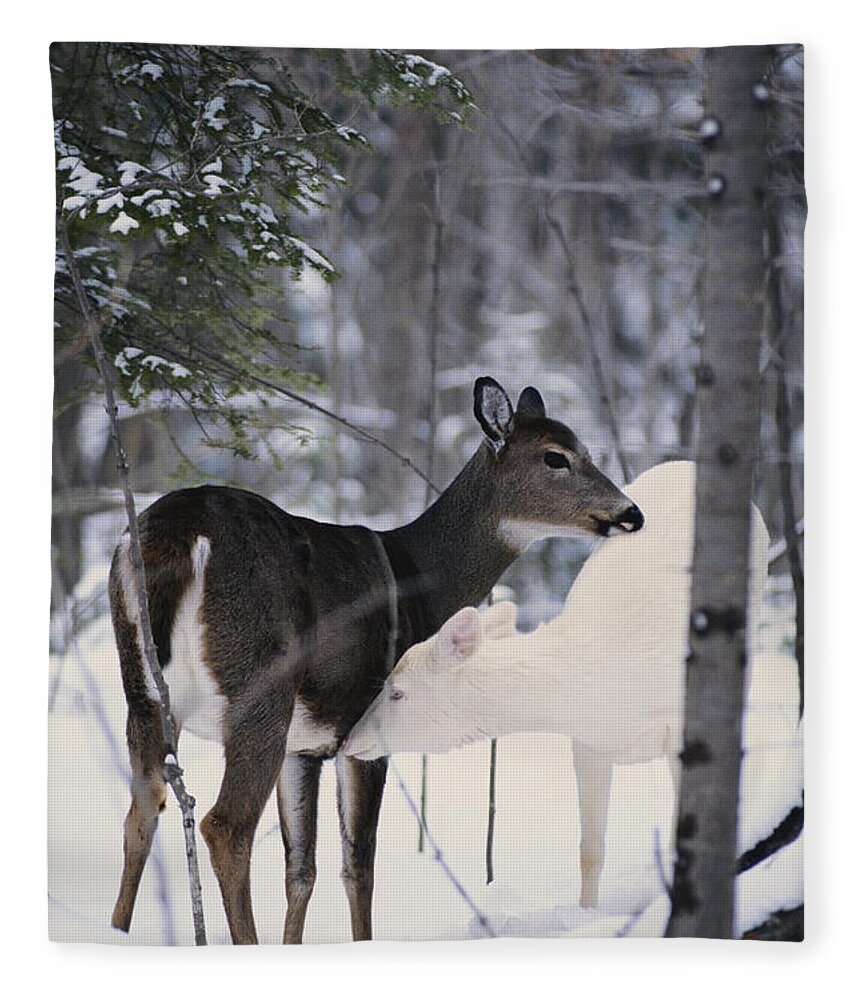 Nature Fleece Blanket featuring the photograph Albino And Normal White-tailed Deer by Thomas & Pat Leeson