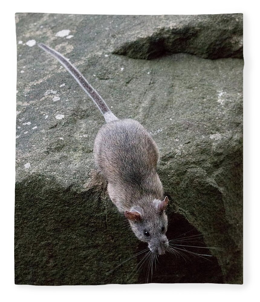 Allegheny Woodrat Fleece Blanket featuring the photograph Allegheny Woodrat Neotoma Magister #3 by David Kenny