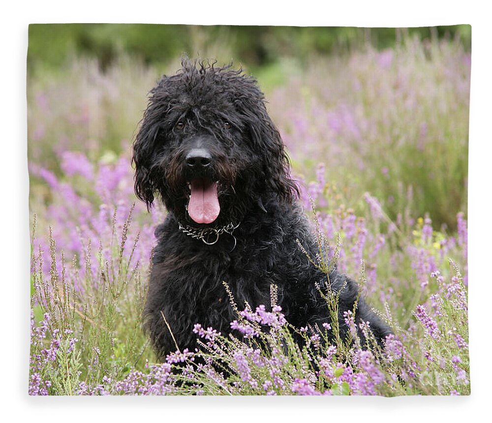 Labradoodle Fleece Blanket featuring the photograph Black Labradoodle by John Daniels