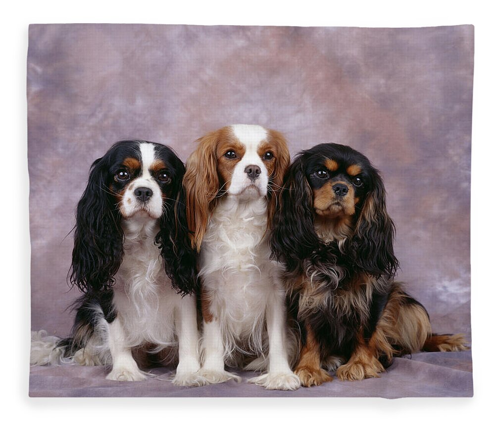 Dog Fleece Blanket featuring the photograph Cavalier King Charles Spaniels by John Daniels