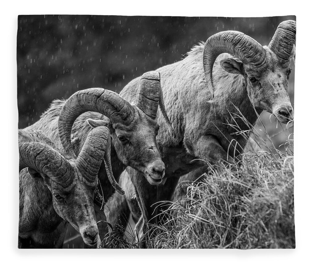 Big Horn Sheep Fleece Blanket featuring the photograph 3 Kings by Kevin Dietrich