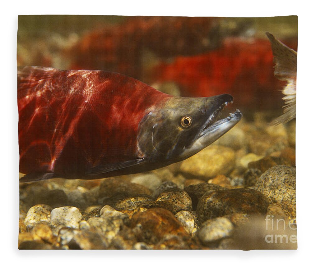 Kokanee Salmon Fleece Blanket featuring the photograph Kokanee Salmon #3 by William H. Mullins