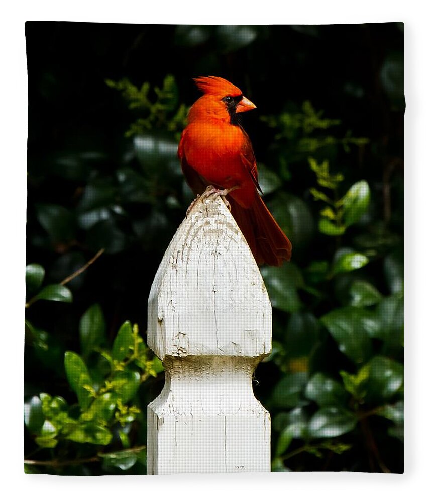 Male Cardinal Fleece Blanket featuring the photograph Male Cardinal #3 by Robert L Jackson