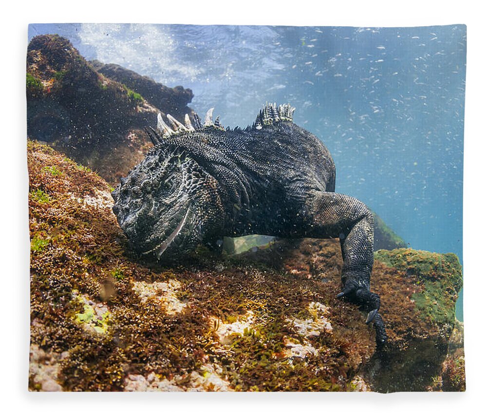 Tui De Roy Fleece Blanket featuring the photograph Marine Iguana Feeding On Algae Punta #4 by Tui De Roy