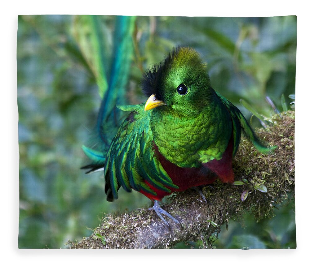 Bird Fleece Blanket featuring the photograph Quetzal by Heiko Koehrer-Wagner