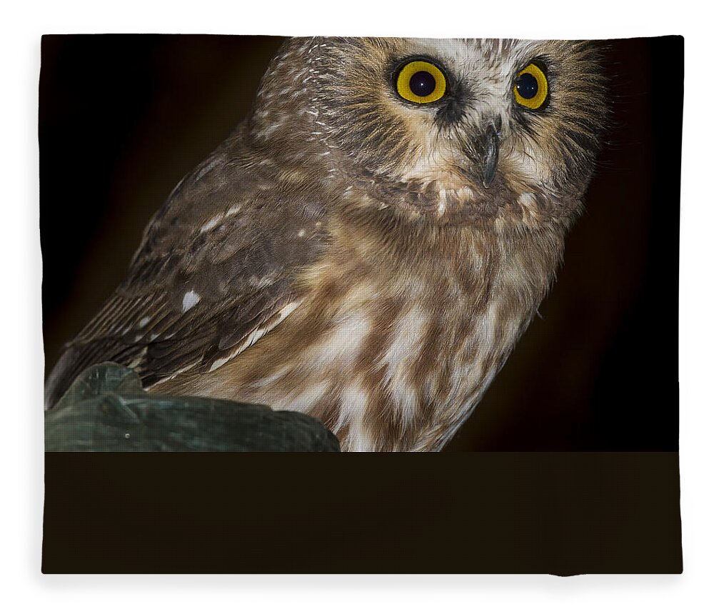 Owl Fleece Blanket featuring the photograph Saw-Whet #3 by Jean Noren