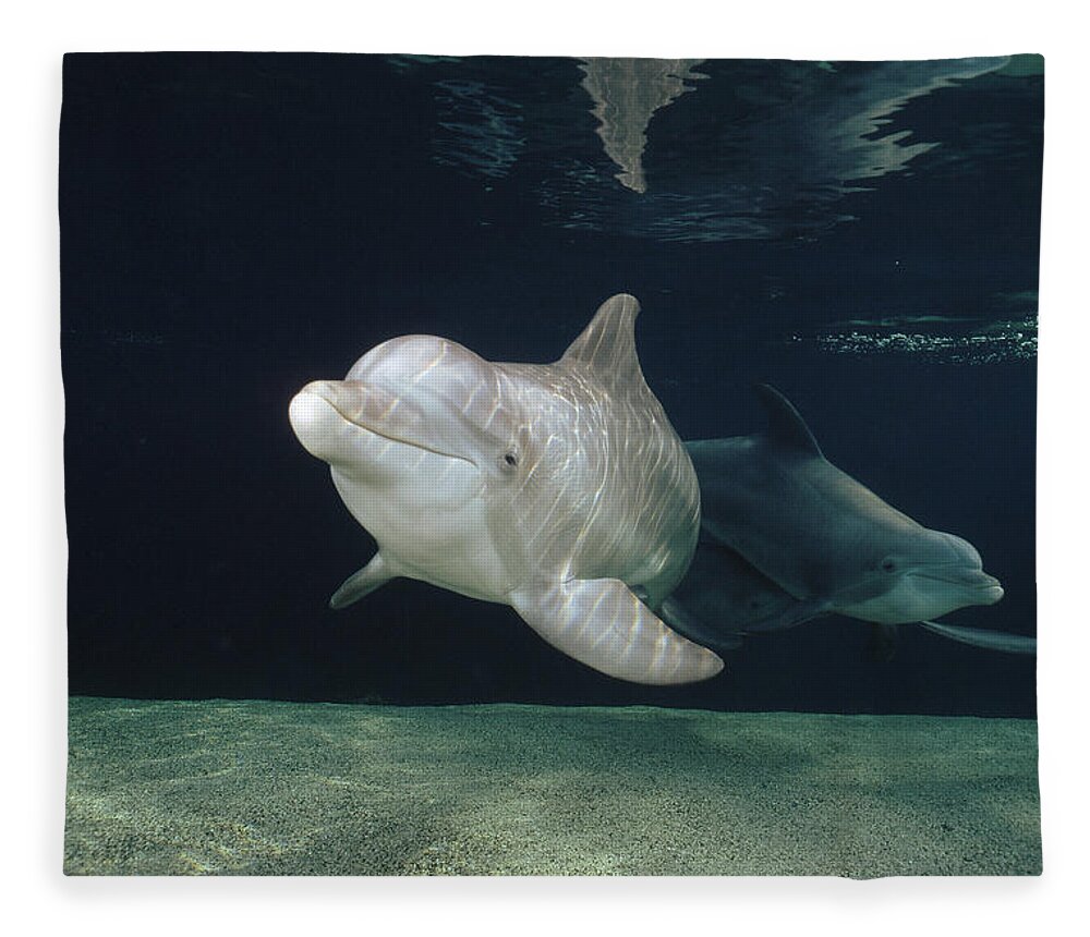 Feb0514 Fleece Blanket featuring the photograph Bottlenose Dolphin Pair Hawaii by Flip Nicklin