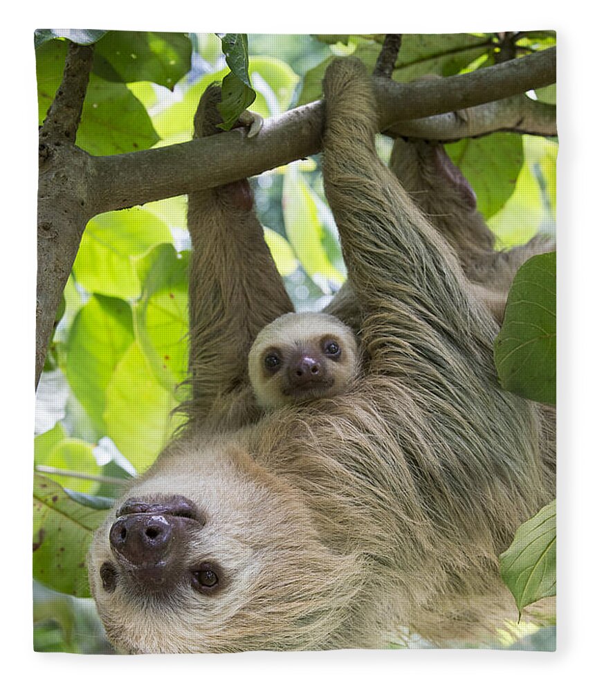 Suzi Eszterhas Fleece Blanket featuring the photograph Hoffmanns Two-toed Sloth And Old Baby #4 by Suzi Eszterhas