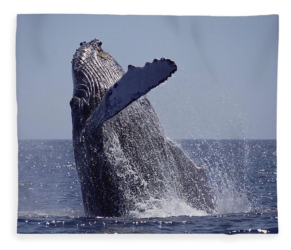 Feb0514 Fleece Blanket featuring the photograph Humpback Whale Breaching Maui Hawaii #4 by Flip Nicklin